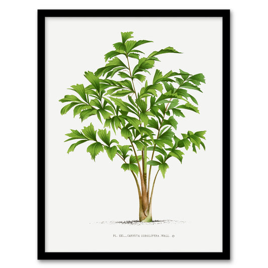 Oswald de Kerchove Framed Wall Art Print Caryota Sobolifera Palm Tree Home Décor
