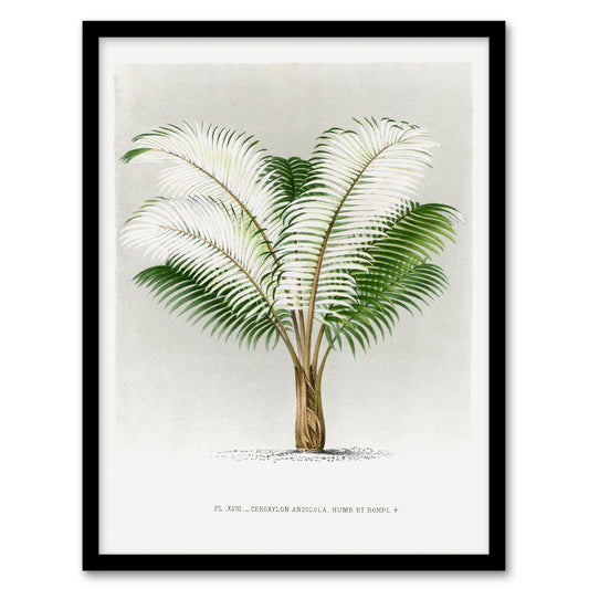 Oswald de Kerchove Framed Wall Art Print Ceroxylon Anticola Palm Tree Home Décor