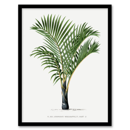 Oswald de Kerchove Framed Wall Art Hyophorbe Verschaffelti Palm Tree Home Décor