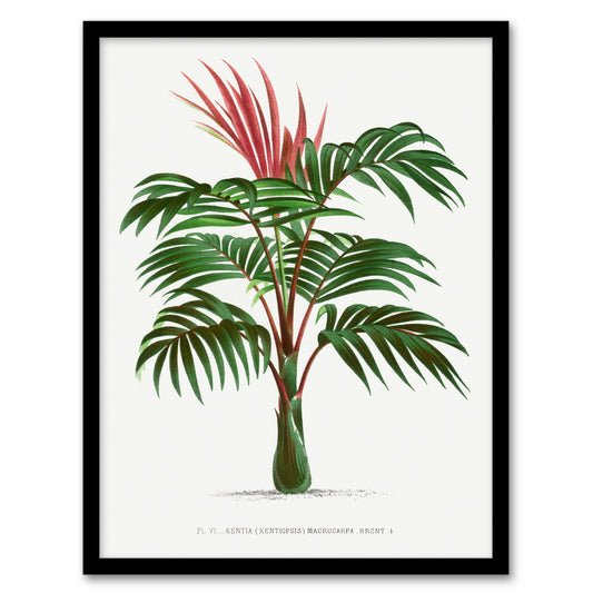 Oswald de Kerchove Framed Wall Art Kentiopsis Macrocarpa Palm Tree Home Décor