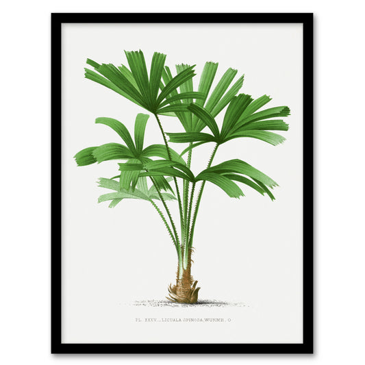 Oswald de Kerchove Framed Wall Art Print Licuala Spinosa Palm Tree Home Décor
