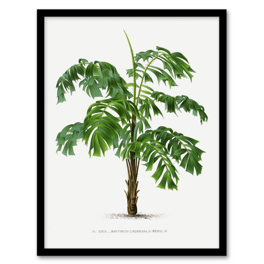 Oswald de Kerchove Framed Wall Art Martinezia Lindeniana Palm Tree Home Décor