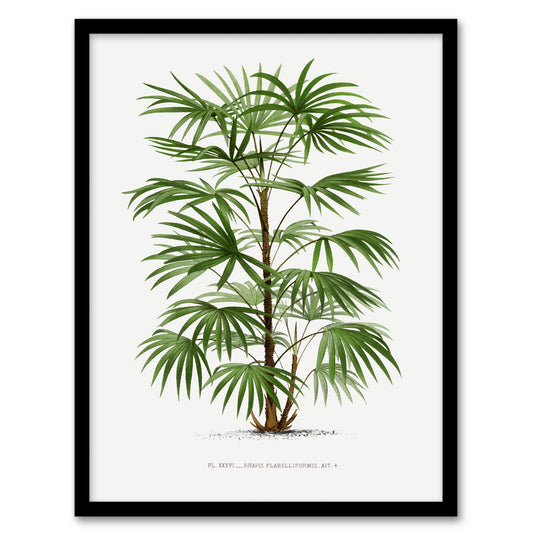 Oswald de Kerchove Framed Wall Art Rhapis Flabelliformis Palm Tree Home Décor