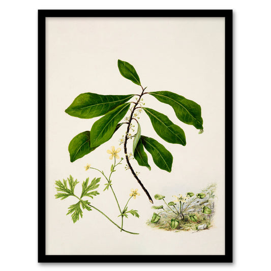 Sarah Featon Framed Wall Art Caltha New Zealand Marsh Marigold Plant Home Décor
