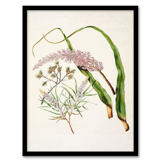 Sarah Featon Framed Wall Art Neinei Totorowhiti Turpentine Scrub Flowers