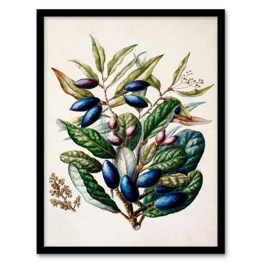 Sarah Featon Framed Wall Art Print New Zealand Taraire Fruit Branch Home Décor