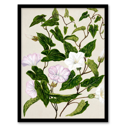 Sarah Featon Framed Wall Art Print New Zealand Bindweed Wildflowers Home Décor