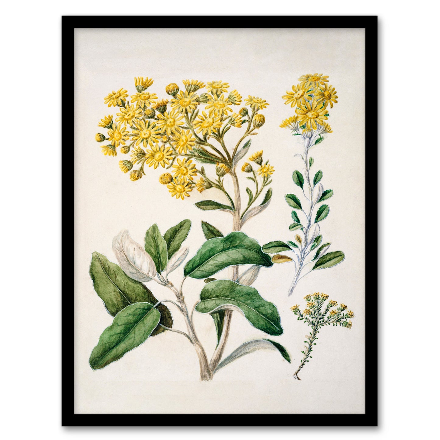 Sarah Featon Framed Wall Art New Zealand Brachyglottis Daisy Flowers Home Décor