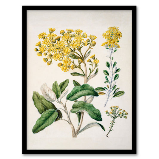 Sarah Featon Framed Wall Art New Zealand Brachyglottis Daisy Flowers Home Décor