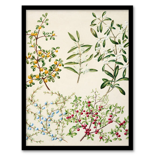 Sarah Featon Framed Wall Art New Zealand Coprosma Acerosa Coastal Plant