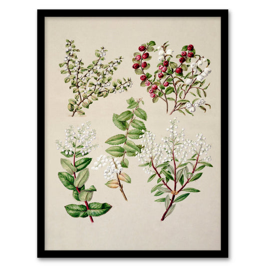 Sarah Featon Framed Wall Art New Zealand Gaultheria Flowering Plant Home Décor