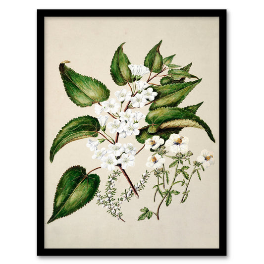 Sarah Featon Framed Wall Art Hibiscus and Saltmarsh Ribbonwood Flowers