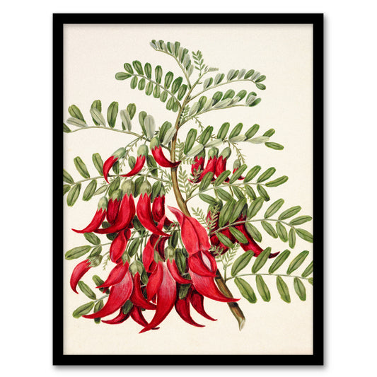 Sarah Featon Framed Wall Art New Zealand Kaka Beak Plant Flowers Home Décor