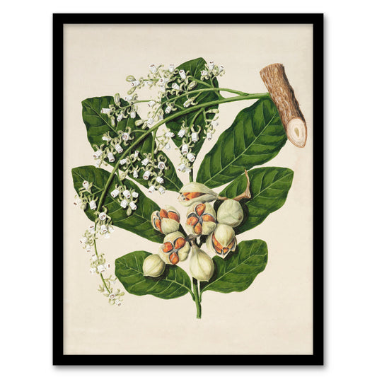 Sarah Featon Framed Wall Art New Zealand Kohekohe Tree Seeds and Flowers
