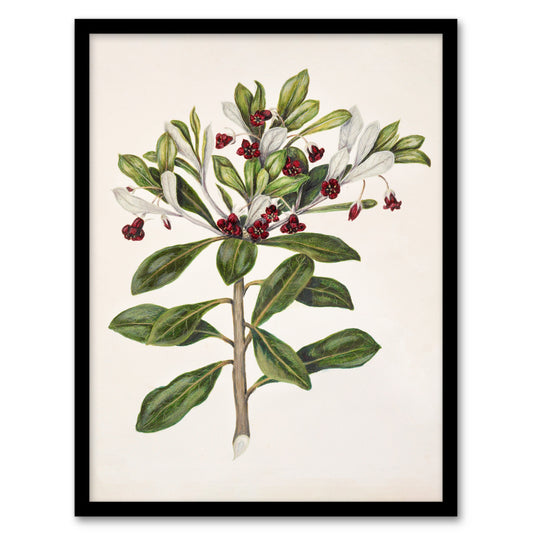 Sarah Featon Framed Wall Art Print New Zealand Kohuhu and Karo Plant Home Décor