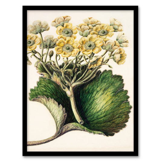 Sarah Featon Framed Wall Art New Zealand Korikori Buttercup Flower Home Décor