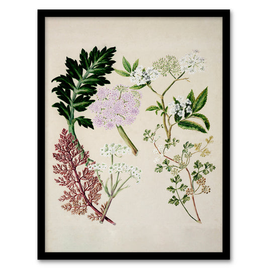 Sarah Featon Framed Wall Art New Zealand Ligosticum Latifolium Flowers