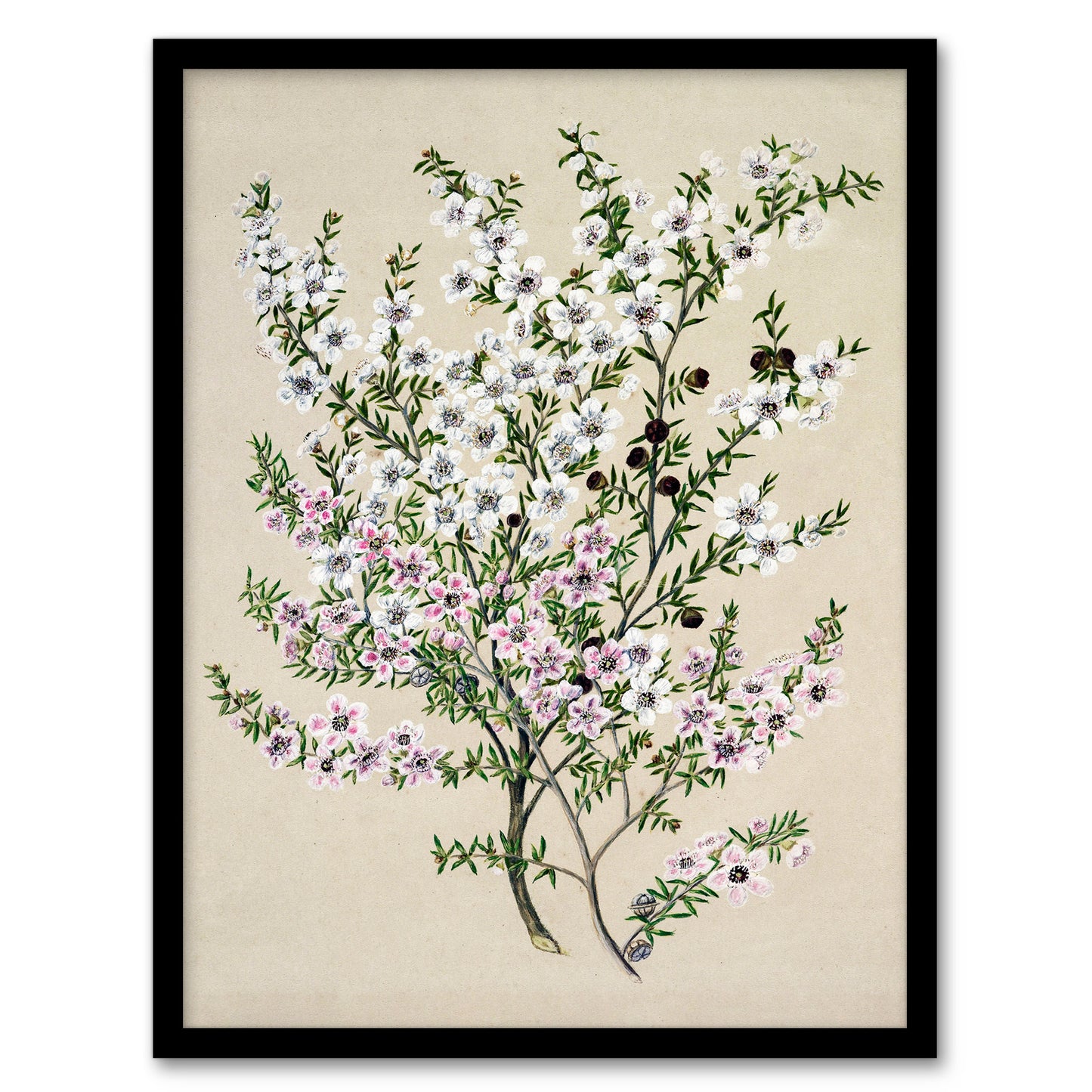 Sarah Featon Framed Wall Art Print New Zealand Manuka Flowering Plant Home Décor