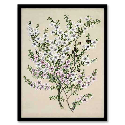 Sarah Featon Framed Wall Art Print New Zealand Manuka Flowering Plant Home Décor