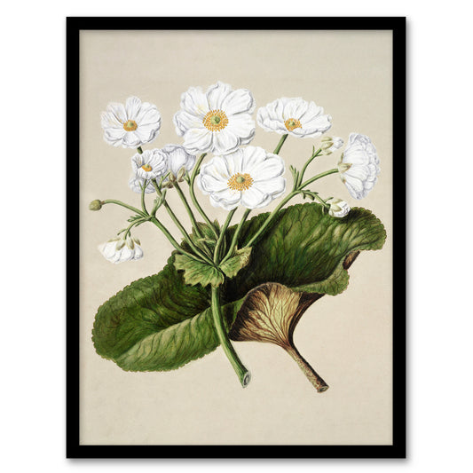 Sarah Featon Framed Wall Art Print New Zealand Mountain Lily Flowers Home Décor
