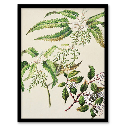 Sarah Featon Framed Wall Art New Zealand Ongaonga Tree Nettle Plant Home Décor