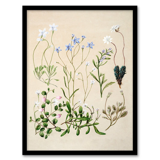 Sarah Featon Framed Wall Art Print New Zealand Perennial Wild Flowers Home Décor