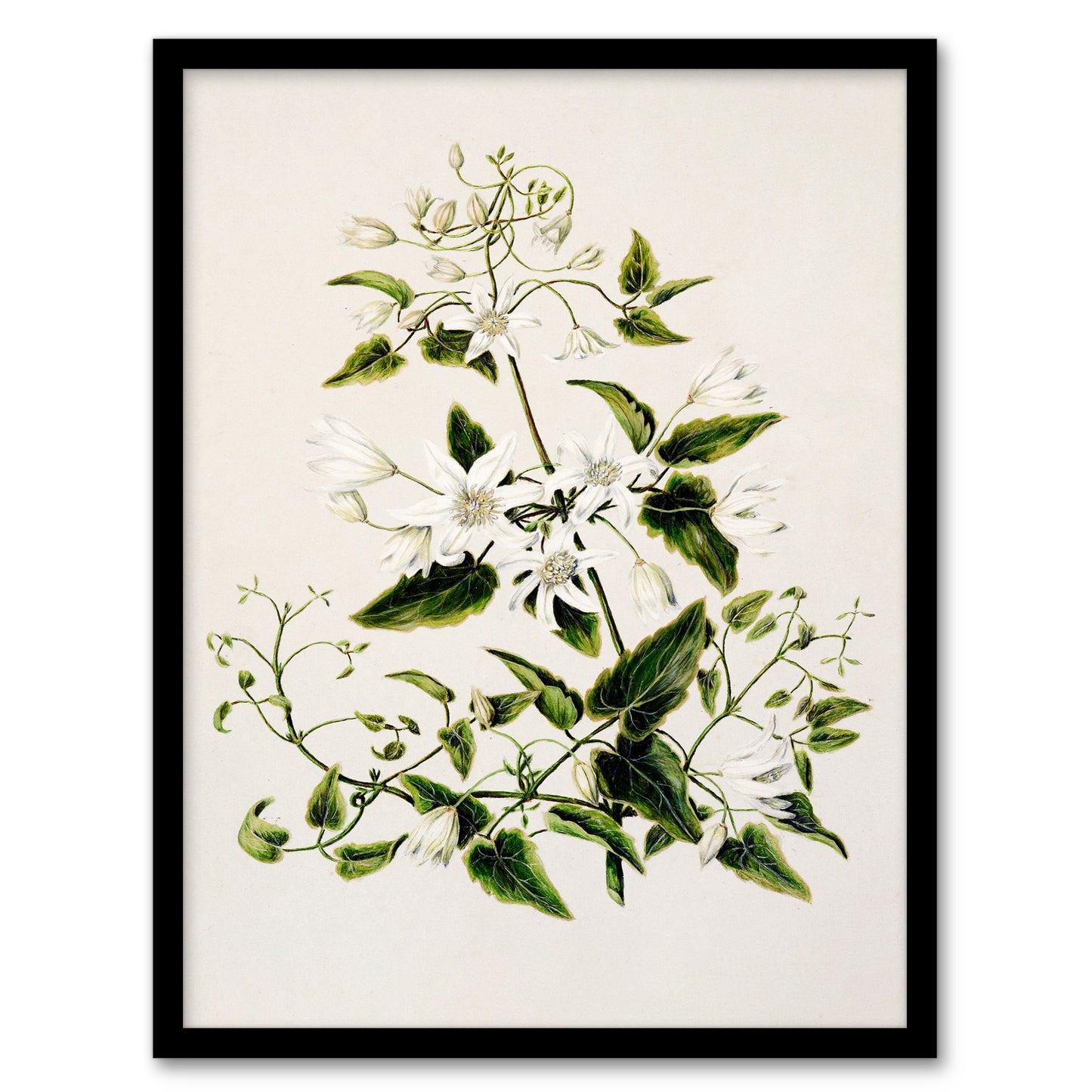 Sarah Featon Framed Wall Art New Zealand Pikiarero White Clematis Flowers