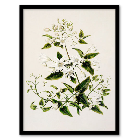 Sarah Featon Framed Wall Art New Zealand Pikiarero White Clematis Flowers