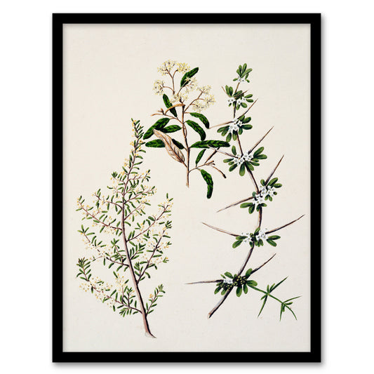 Sarah Featon Framed Wall Art New Zealand Pomaderris Edgerleyi Plant Home Décor