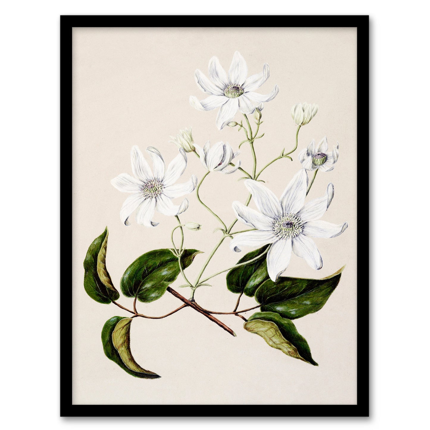 Sarah Featon Framed Wall Art New Zealand Puawananga Clematis Flowers Home Décor