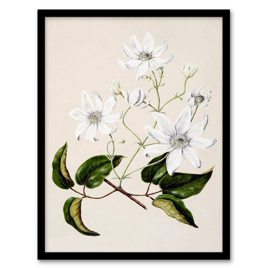Sarah Featon Framed Wall Art New Zealand Puawananga Clematis Flowers Home Décor