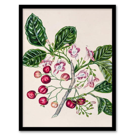 Sarah Featon Framed Wall Art New Zealand Puriri Vitex Lucens Flowers Home Décor