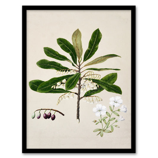 Sarah Featon Framed Wall Art New Zealand Rauhuia and Hinau Flowers Home Décor