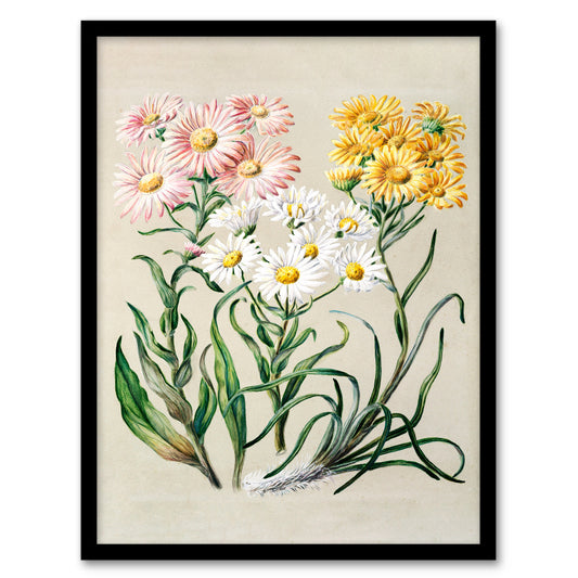 Sarah Featon Framed Wall Art Print New Zealand Snow Groundsel Flowers Home Décor