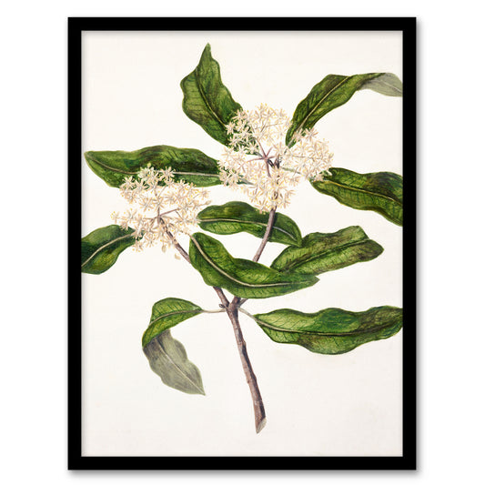 Sarah Featon Framed Wall Art Print New Zealand Tarata Lemonwood Plant Home Décor