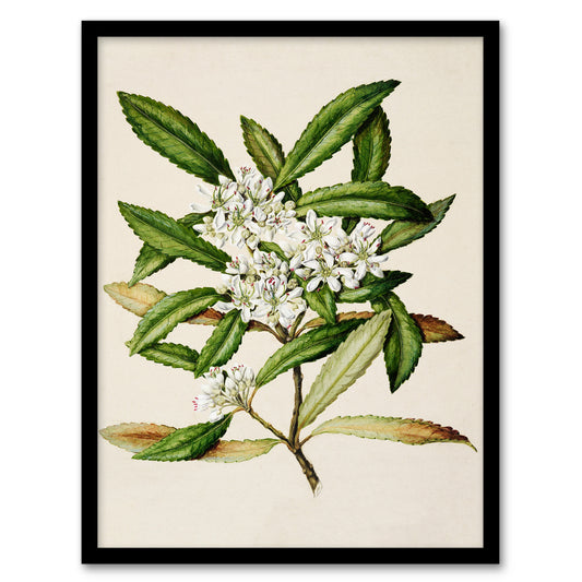 Sarah Featon Framed Wall Art Print New Zealand Tawari Plant Flowers Home Décor