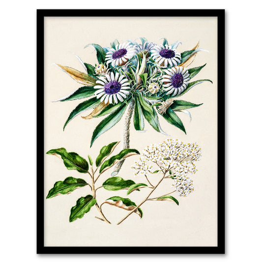 Sarah Featon Framed Wall Art New Zealand Teteaweka Plant Flowers Home Décor