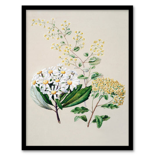 Sarah Featon Framed Wall Art New Zealand Three Senecio Flower Species Home Décor
