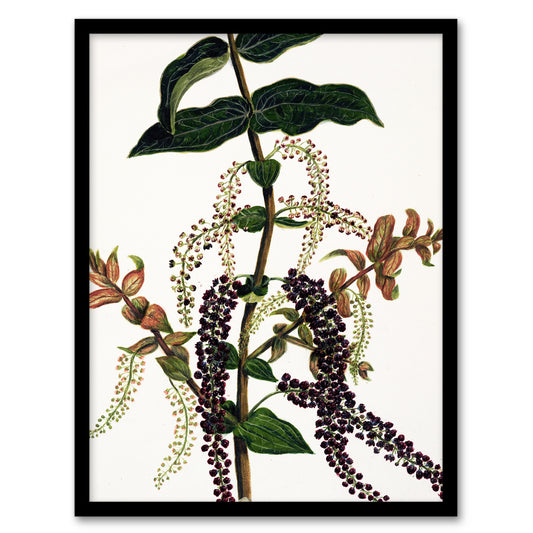 Sarah Featon Framed Wall Art New Zealand Tutu Plant Vintage Illustration