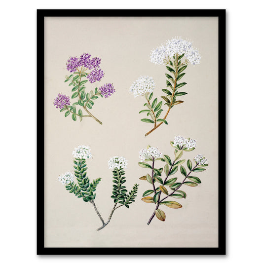Sarah Featon Framed Wall Art New Zealand Four Veronica Flowering Plants