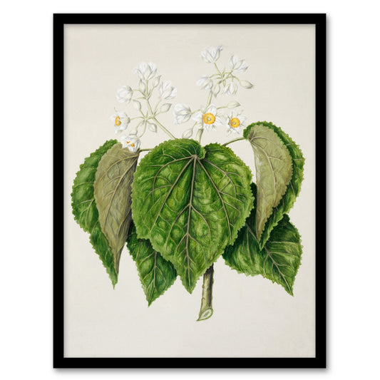 Sarah Featon Framed Wall Art Print New Zealand Whau Cork Tree Flowers Home Décor
