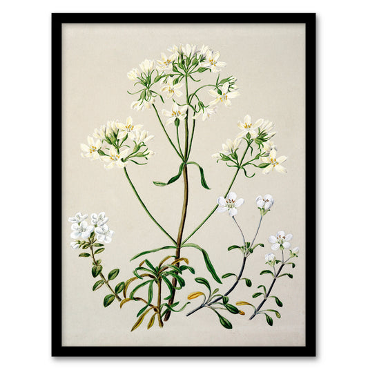 Sarah Featon Framed Wall Art Print New Zealand White Gentiana Flowers Home Décor