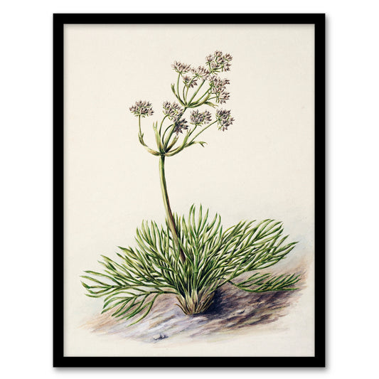 Sarah Featon Framed Wall Art Print New Zealand Wild Spaniard Flower Home Décor