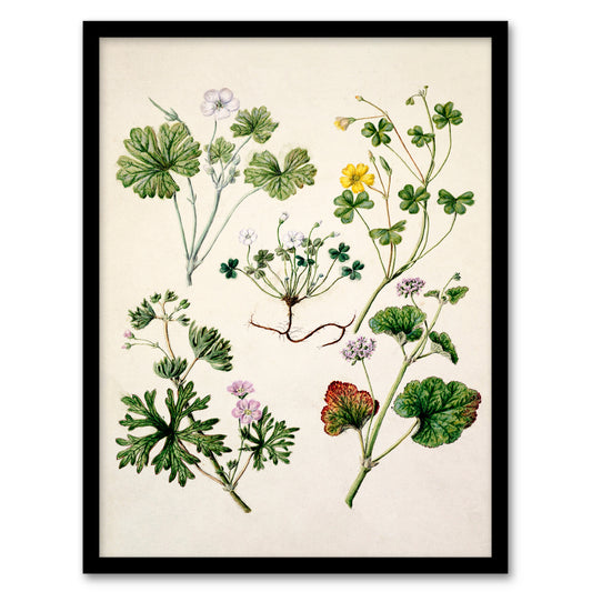 Sarah Featon Framed Wall Art Vintage New Zealand Wildflower Illustration