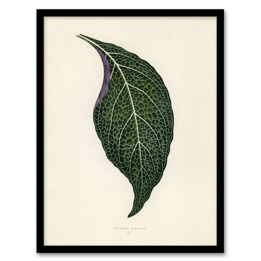 Vintage Botanical Nerve Plant Leaf Fawcett Framed Wall Art Print
