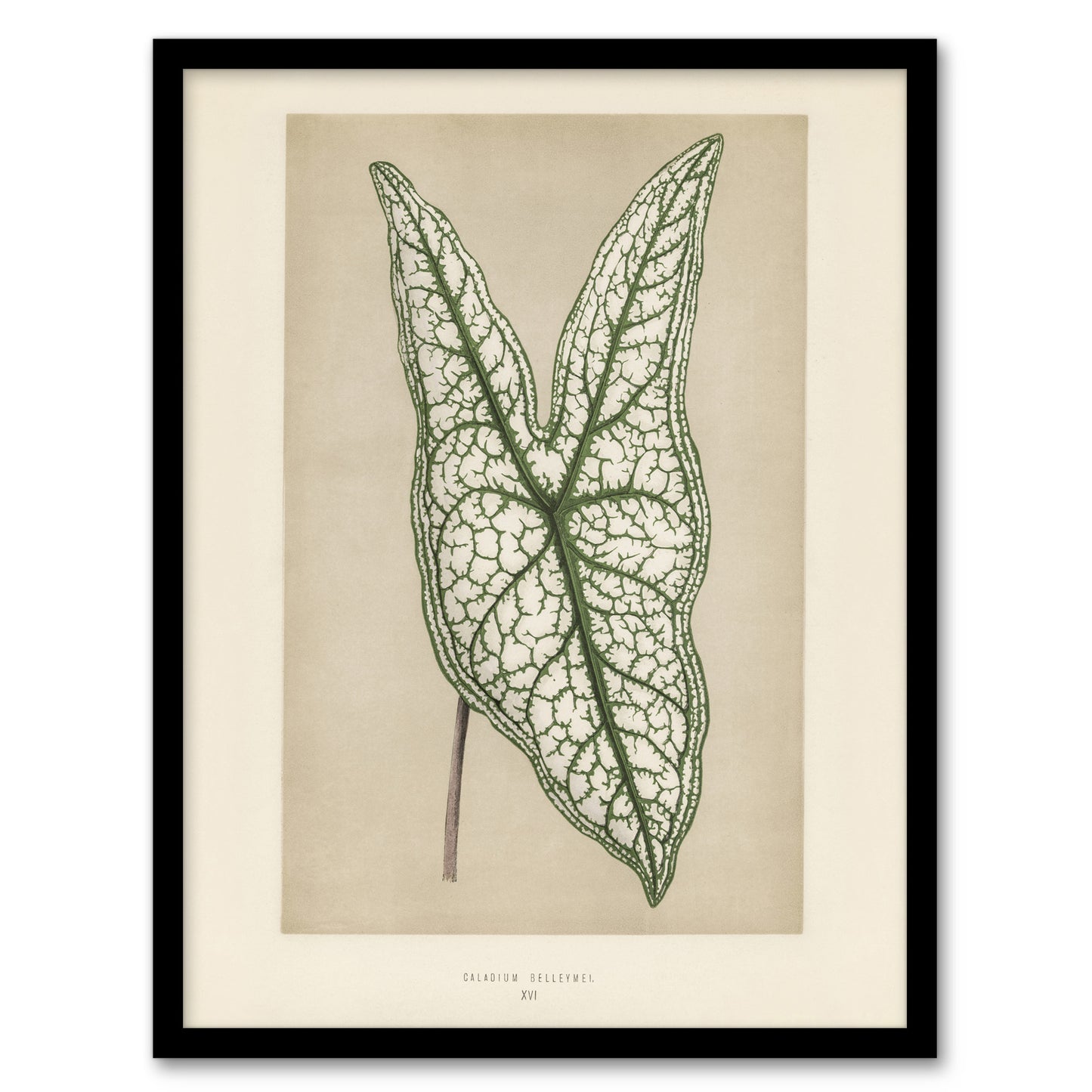 Vintage Botanical Caladium Belleymel Leaf Fawcett Framed Wall Art Print