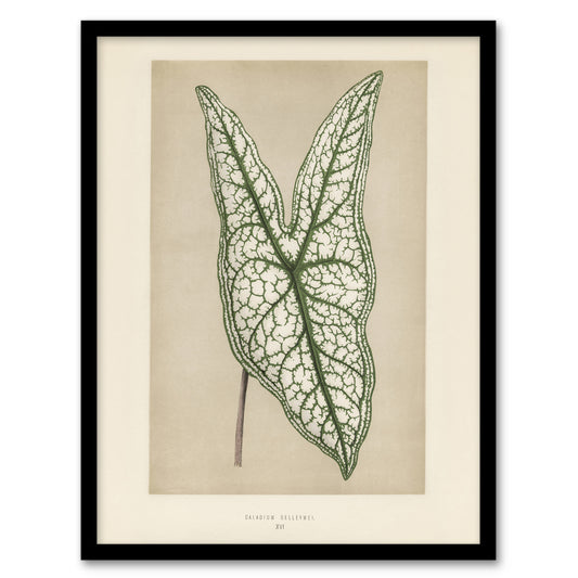 Vintage Botanical Caladium Belleymel Leaf Fawcett Framed Wall Art Print