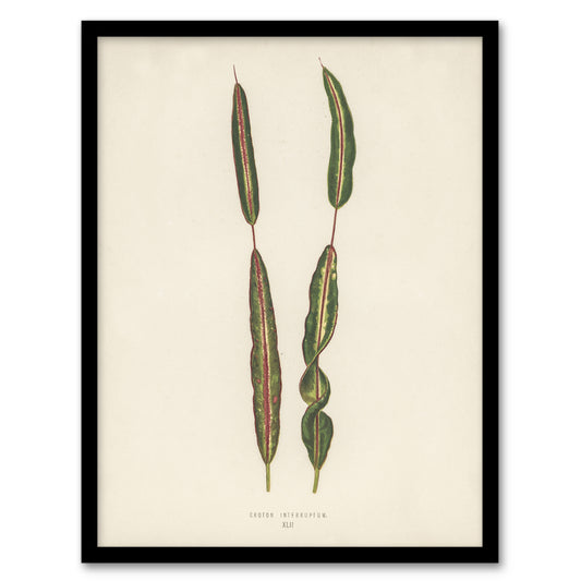 Vintage Botanical Croton Interruptum Leaf Fawcett Framed Wall Art Print