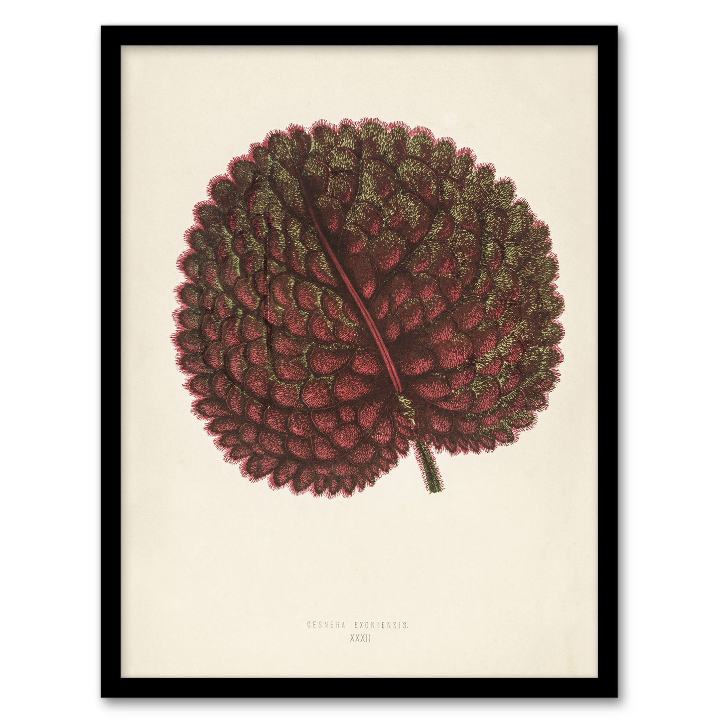 Vintage Botanical Gesnera Exoniensis Leaf Fawcett Framed Wall Art Print