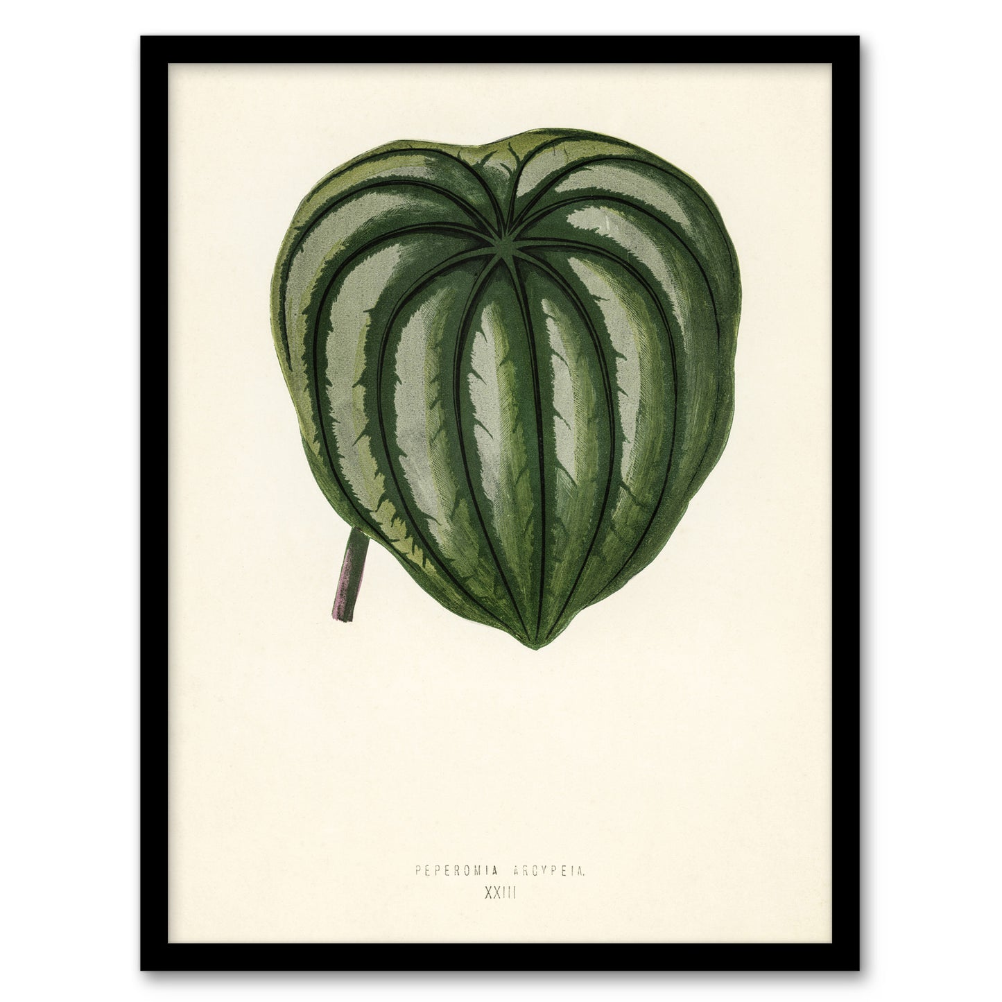 Vintage Botanical Pepper Elder Leaf Fawcett Framed Wall Art Print